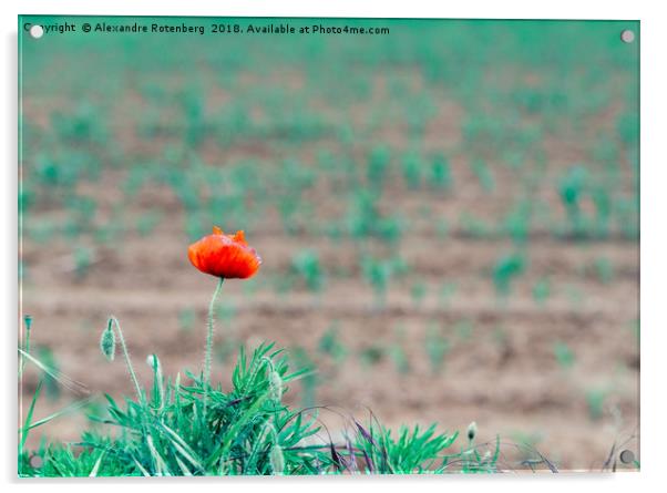 One poppy in field Acrylic by Alexandre Rotenberg