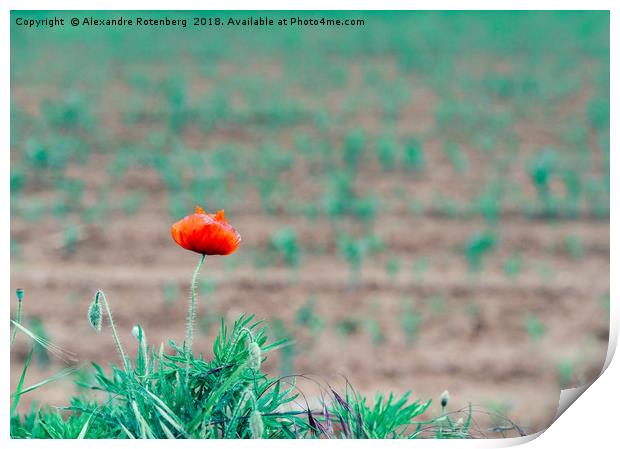One poppy in field Print by Alexandre Rotenberg