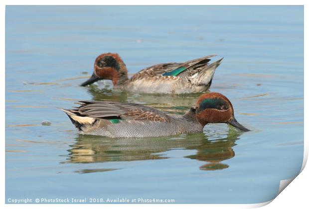 male Common Teal (Anas crecca) Print by PhotoStock Israel