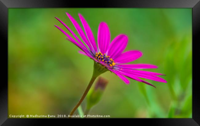 Pink with an attitude Framed Print by Madhurima Ranu
