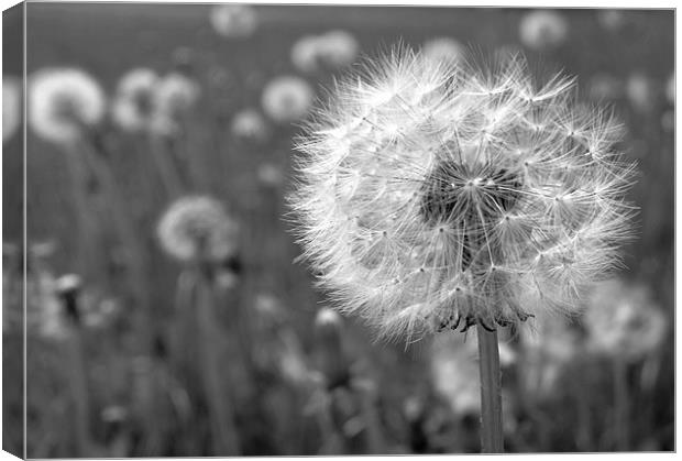 Black and White Dandelion Canvas Print by Samantha Higgs