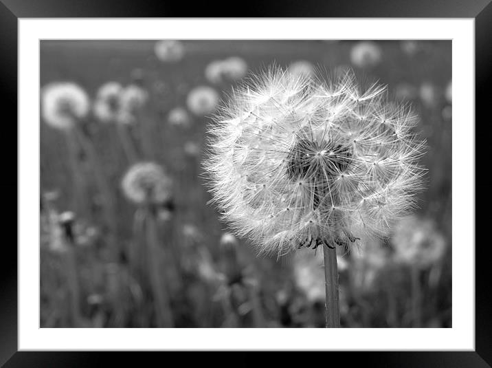 Black and White Dandelion Framed Mounted Print by Samantha Higgs