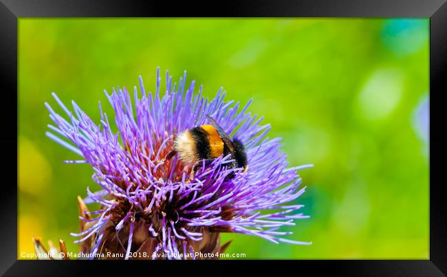 To bee or not to bee Framed Print by Madhurima Ranu