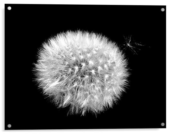 Dandelion Satellite Acrylic by Samantha Higgs