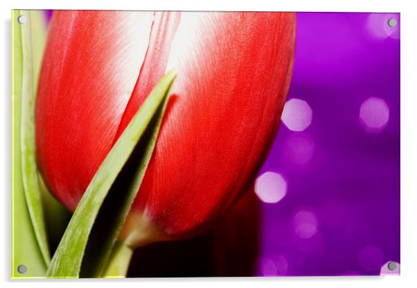 Pink Tulip Acrylic by Joanne Wilde