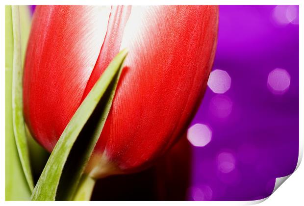 Pink Tulip Print by Joanne Wilde