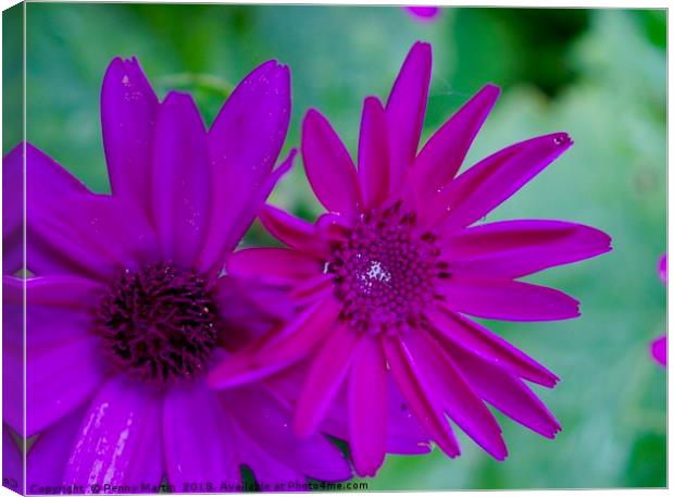 Purple Pink Daisies Canvas Print by Penny Martin