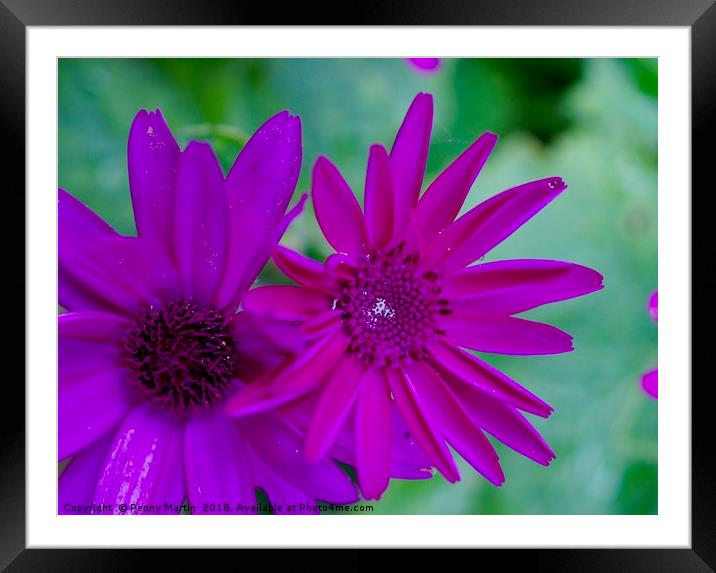 Purple Pink Daisies Framed Mounted Print by Penny Martin