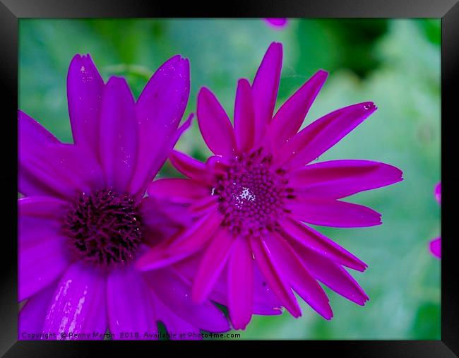 Purple Pink Daisies Framed Print by Penny Martin
