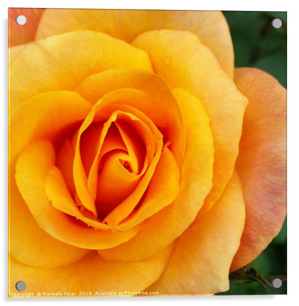 yellow rose blossom Acrylic by Marinela Feier