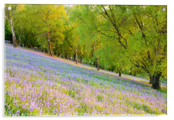 Malvern Hills Bluebells Acrylic by Daugirdas Racys