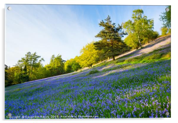 Bluebells on the Malvern Hills Acrylic by Daugirdas Racys