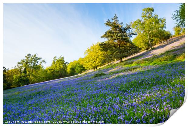 Bluebells on the Malvern Hills Print by Daugirdas Racys