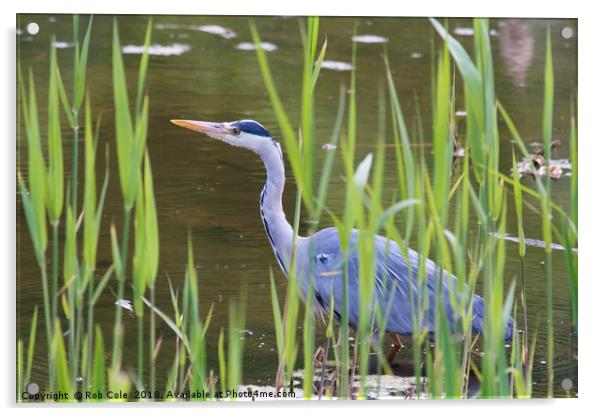 Grey Heron (Ardea cinerea) Acrylic by Rob Cole