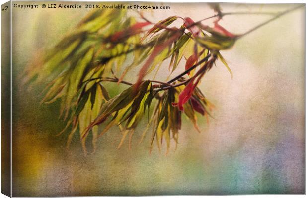 Acer Leaves Canvas Print by LIZ Alderdice