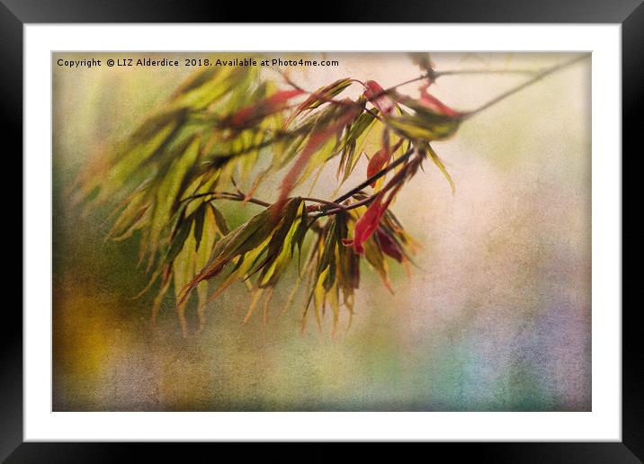 Acer Leaves Framed Mounted Print by LIZ Alderdice