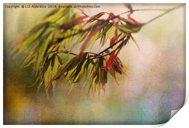 Acer Leaves Print by LIZ Alderdice