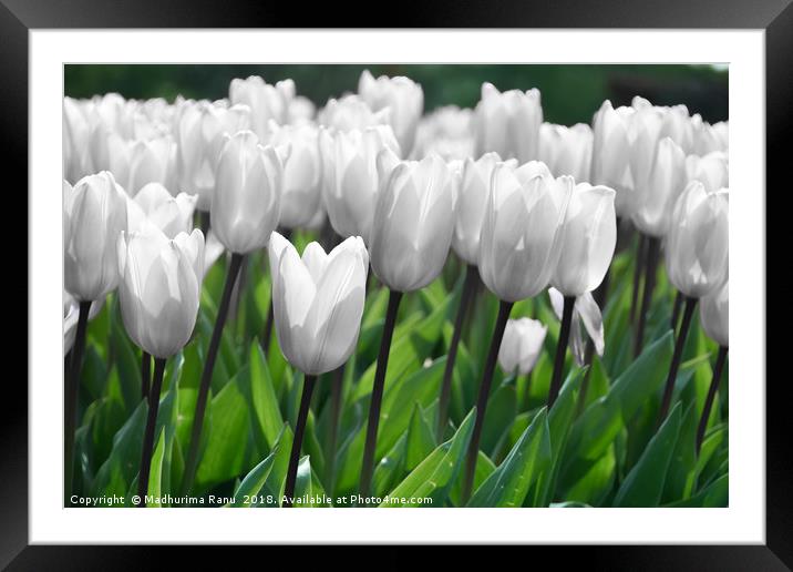 Even white flowers are beautiful Framed Mounted Print by Madhurima Ranu