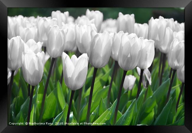 Even white flowers are beautiful Framed Print by Madhurima Ranu