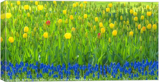 The blues and the yellows Canvas Print by Madhurima Ranu