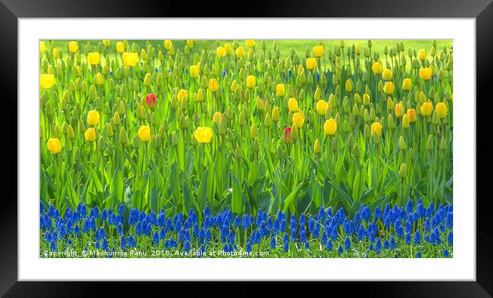 The blues and the yellows Framed Mounted Print by Madhurima Ranu