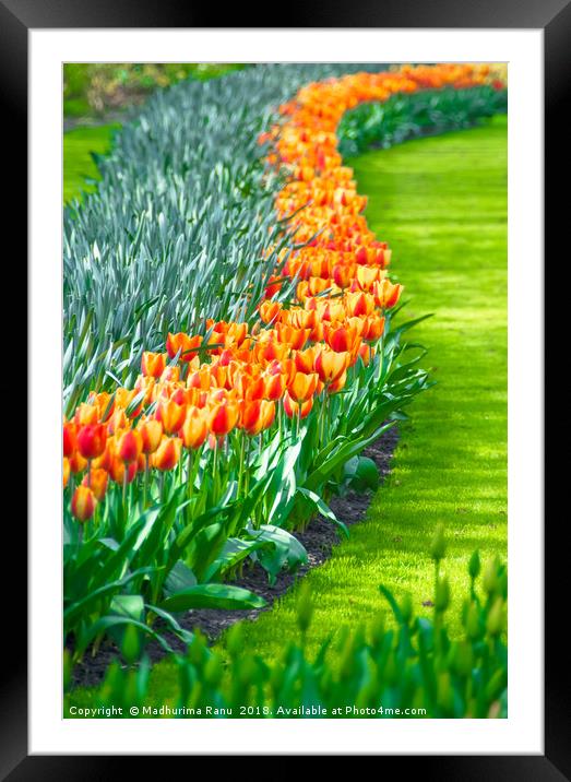Tulips in full bloom Framed Mounted Print by Madhurima Ranu