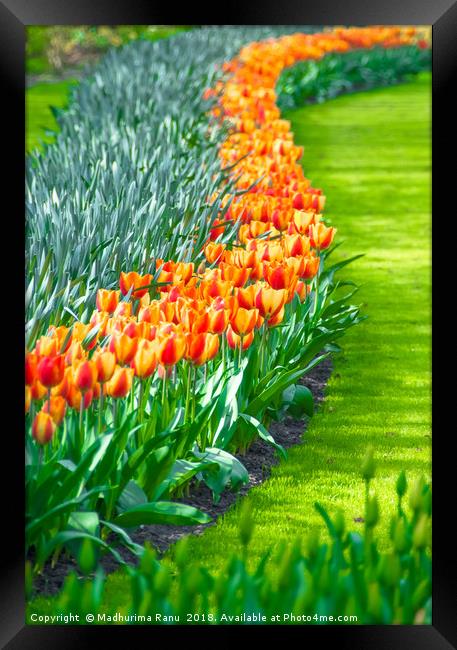 Tulips in full bloom Framed Print by Madhurima Ranu