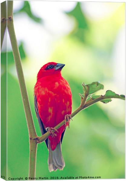 Exotic Red Bird Canvas Print by Penny Martin