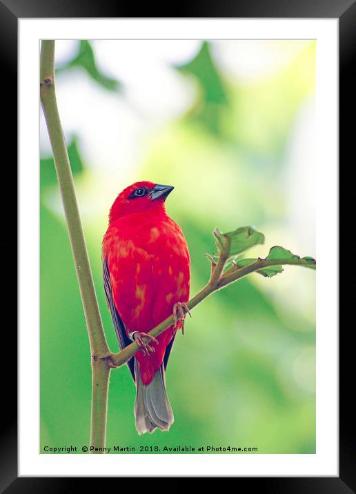 Exotic Red Bird Framed Mounted Print by Penny Martin