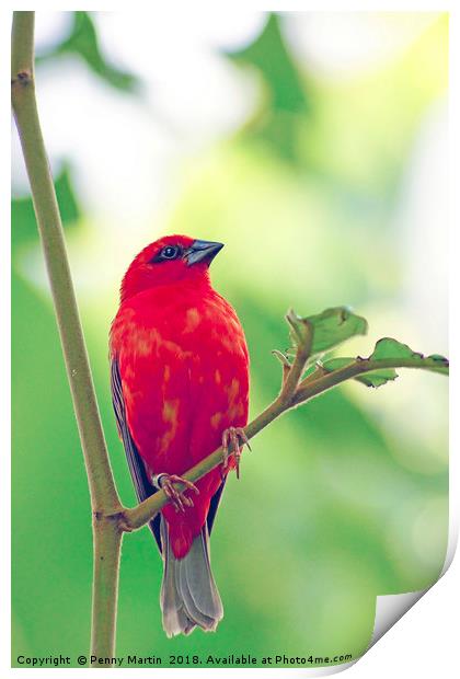 Exotic Red Bird Print by Penny Martin