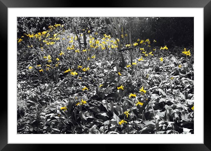 Field of Daffodils Framed Mounted Print by Penny Martin