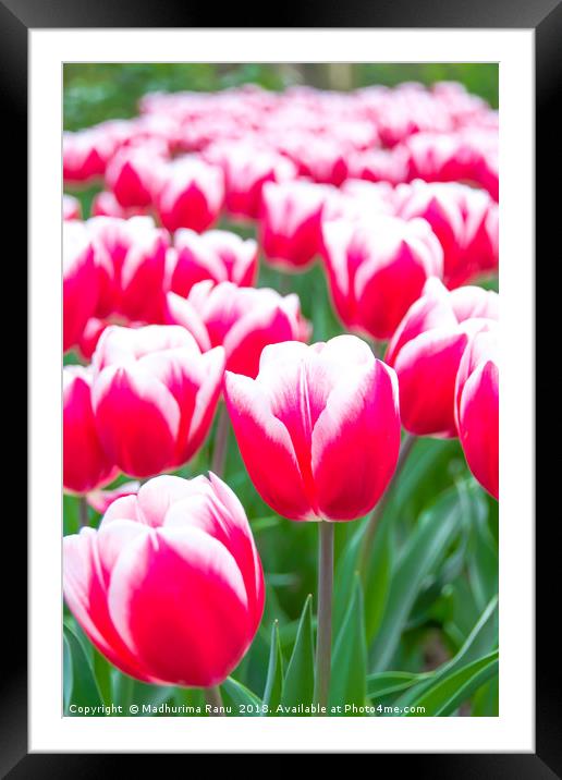 Tulips in a bunch Framed Mounted Print by Madhurima Ranu