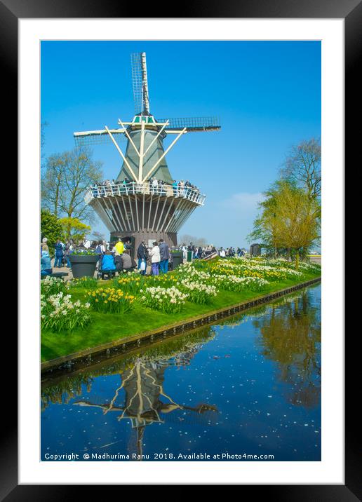 Windmills at Keukenhof Gardens, Netherlands Framed Mounted Print by Madhurima Ranu