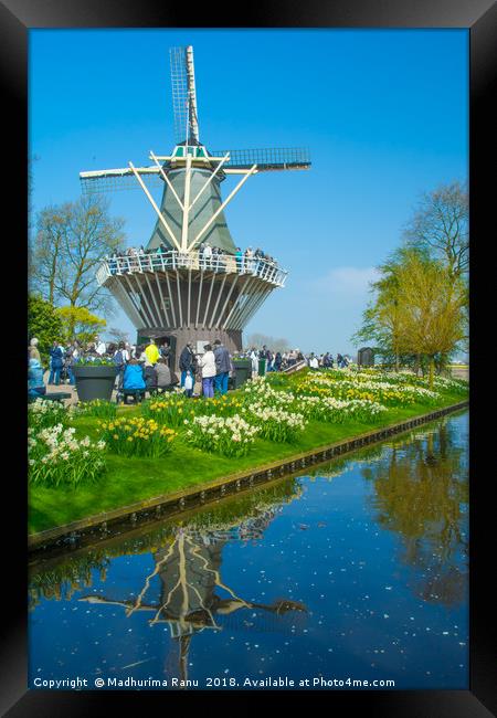 Windmills at Keukenhof Gardens, Netherlands Framed Print by Madhurima Ranu