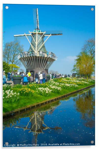 Windmills at Keukenhof Gardens, Netherlands Acrylic by Madhurima Ranu