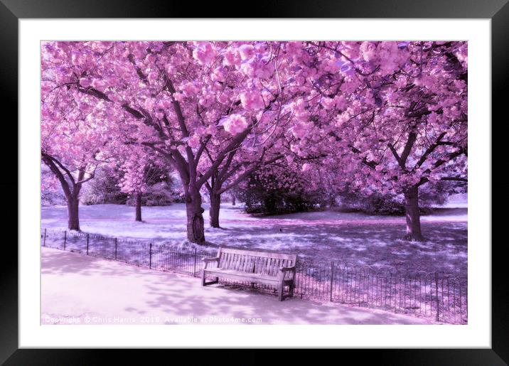 Under the blossom trees - Infrared Framed Mounted Print by Chris Harris