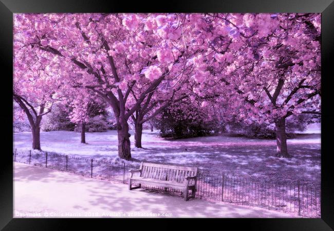 Under the blossom trees - Infrared Framed Print by Chris Harris