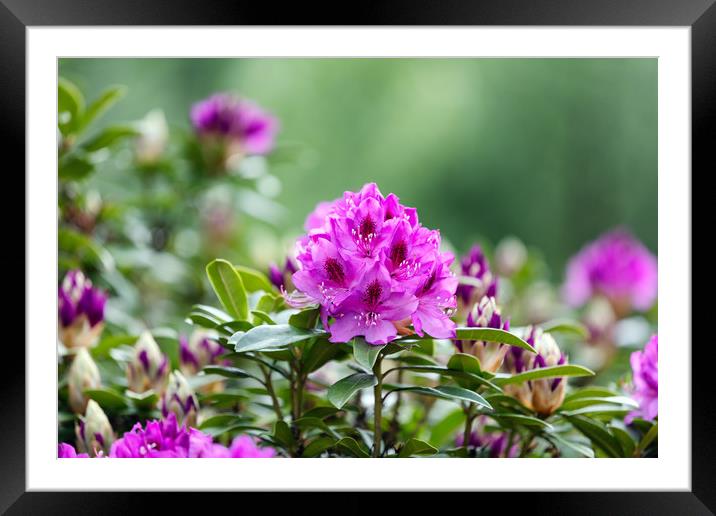 Blooming Rhododendron flowers with bokeh green bac Framed Mounted Print by Thomas Baker