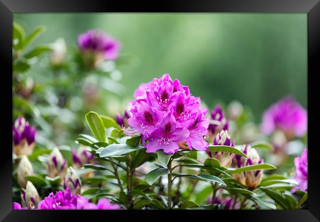 Blooming Rhododendron flowers with bokeh green bac Framed Print by Thomas Baker