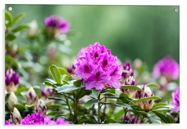 Blooming Rhododendron flowers with bokeh green bac Acrylic by Thomas Baker