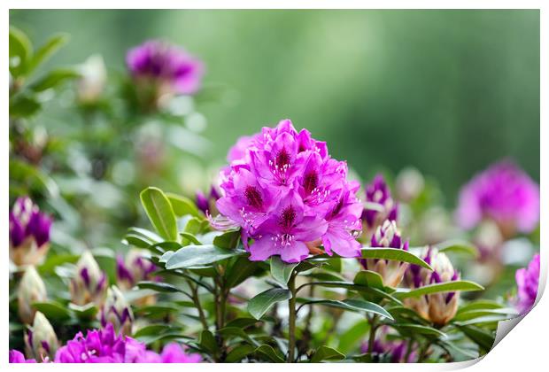 Blooming Rhododendron flowers with bokeh green bac Print by Thomas Baker