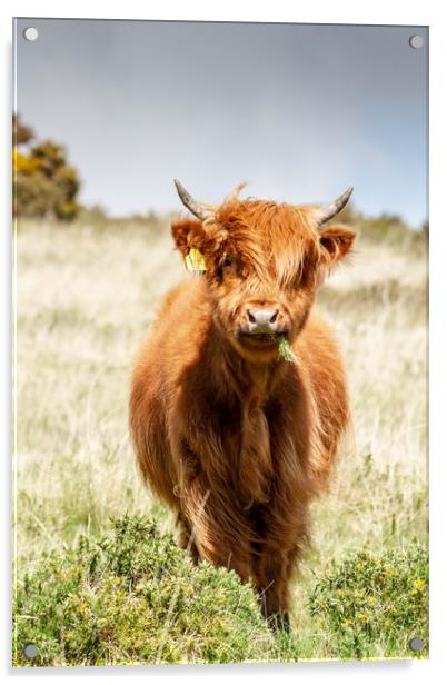 Beast of Dartmoor. Acrylic by Images of Devon