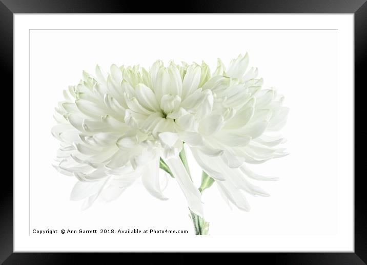 White Chrysanthemum Framed Mounted Print by Ann Garrett