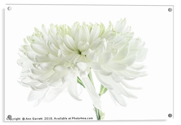 White Chrysanthemum Acrylic by Ann Garrett