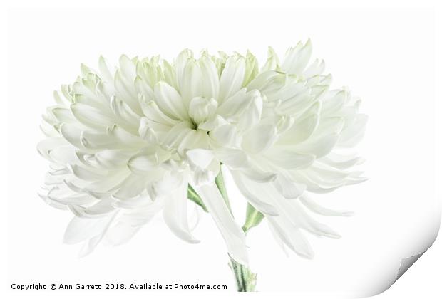 White Chrysanthemum Print by Ann Garrett