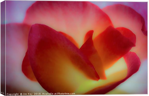 Close up of a Begonia in Abstract Canvas Print by Jim Key