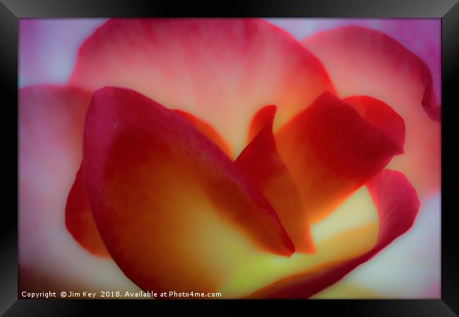 Close up of a Begonia in Abstract Framed Print by Jim Key