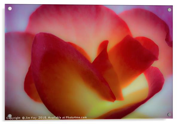 Close up of a Begonia in Abstract Acrylic by Jim Key