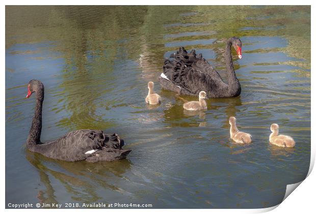 A pair of Black Swan with Four Cygnets Print by Jim Key