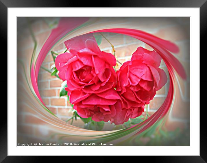 Summer Roses Framed Mounted Print by Heather Goodwin